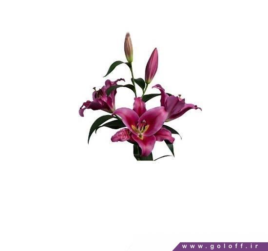 گل لیلیوم اورینتال آلاموسا - Lilium oriental | گل آف